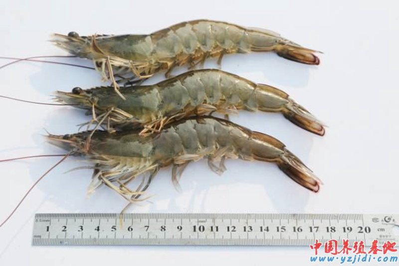 深海宝藏：海洋生物制品的发展与应用
