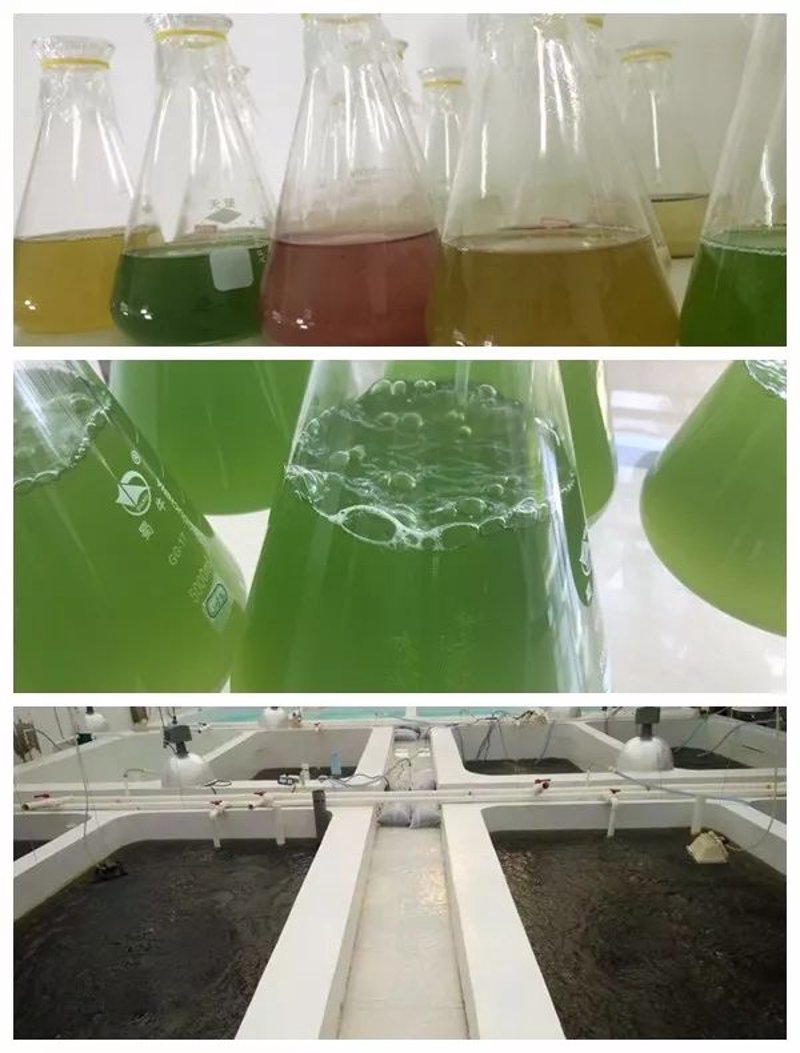 湛江生物科技行业的最新发展动态
