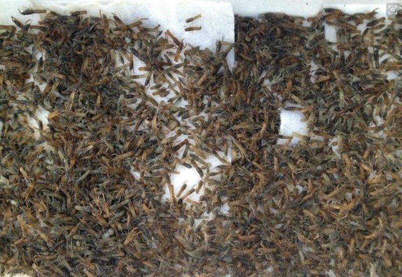 湛江生物科技：未来医药科技的绿色引擎