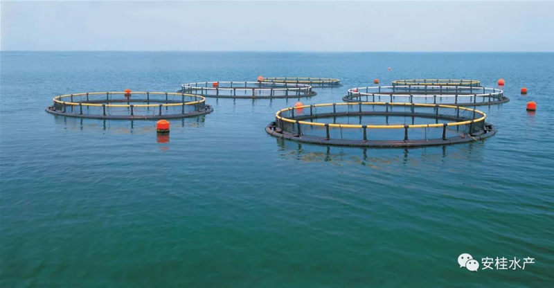 探索海洋生物制品的世界